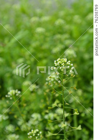 Shepherd's purse, one of the seven spring herbs Shepherd's purse, one of the seven spring herbs 76208769