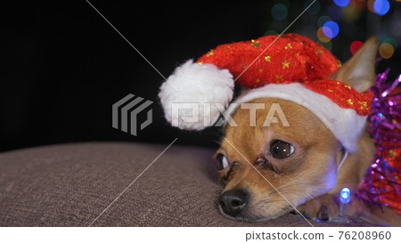 The Toy Terrier is a yellow New Year's dog. The Toy Terrier is a yellow New Year's dog. 76208960