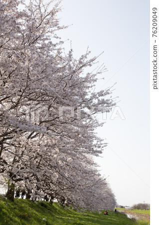 Nagaregawa Sakuranamiki 76209049
