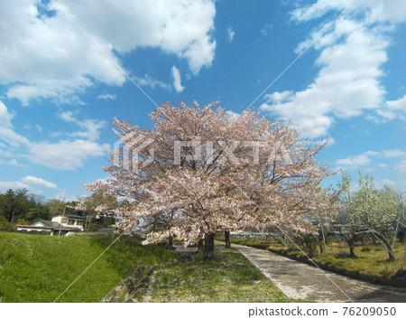 Chinjunomori Park in Kuki City, Saitama Prefecture, blue sky and falling cherry blossoms 76209050