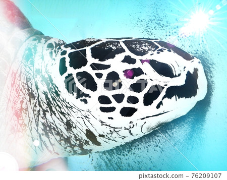 Sea turtle Sea turtle 76209107