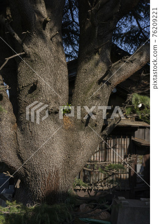 Taito Ward, a house with giant cedar trees 76209221