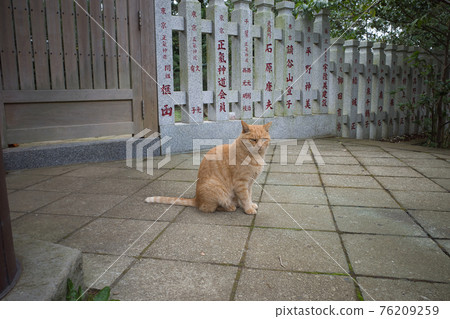 A cat I met at Okutsugu Shrine at Enoshima Shrine 76209259