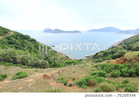 Daqiu Sika Deer Beigan Matsu Daqiu Sika Deer Beigan Matsu 76209394