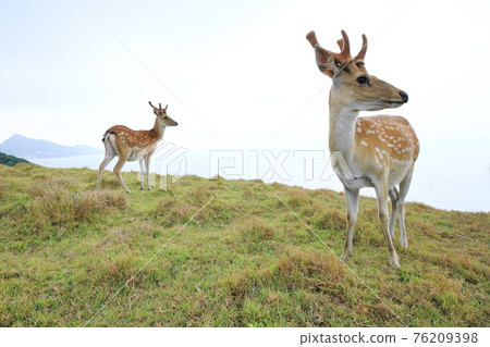 Daqiu Sika Deer Beigan Matsu 76209398