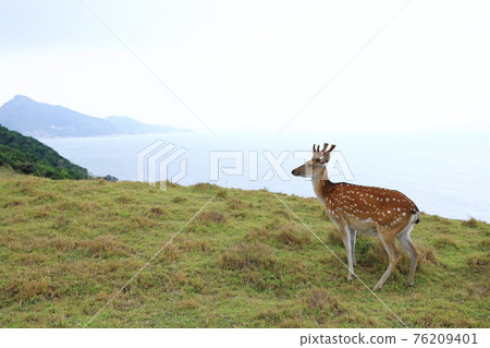 Daqiu Sika Deer Beigan Matsu Daqiu Sika Deer Beigan Matsu 76209401