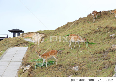 Daqiu Sika Deer Beigan Matsu Daqiu Sika Deer Beigan Matsu 76209406