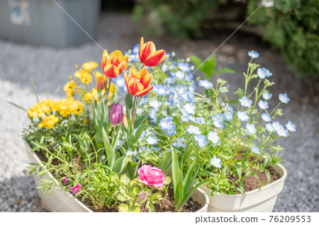 Spring gardening Spring gardening 76209553