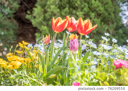 春天園藝 春天園藝 76209558