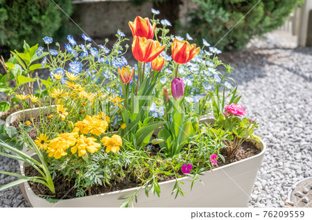 春天園藝 春天園藝 76209559