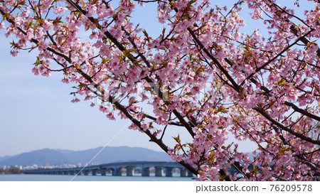 湖濱渚公園的河津櫻花 湖濱渚公園的河津櫻花 76209578