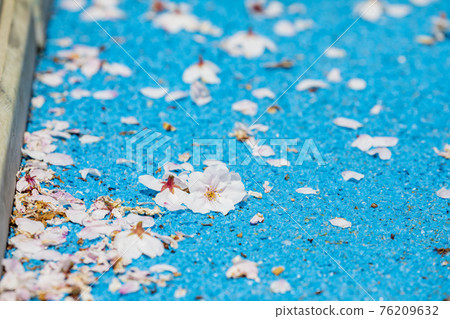 Sakura Famous Place Mie Miyagawa Tsutsumi 76209632