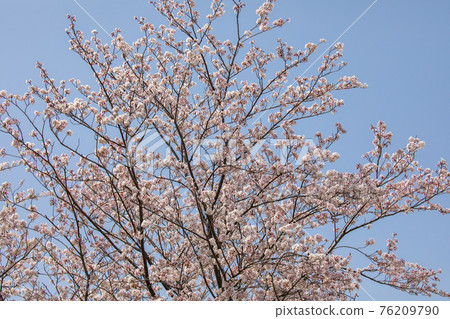 100 Sakura Famous Places Mie Miyagawa Tsutsumi 76209790