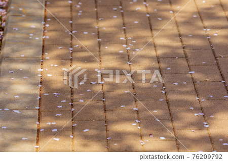 100 Sakura Famous Places Mie Miyagawa Tsutsumi 100 Sakura Famous Places Mie Miyagawa Tsutsumi 76209792