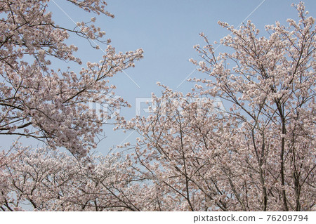 100 Sakura Famous Places Mie Miyagawa Tsutsumi 76209794