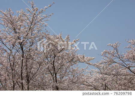 100 Sakura Famous Places Mie Miyagawa Tsutsumi 76209798
