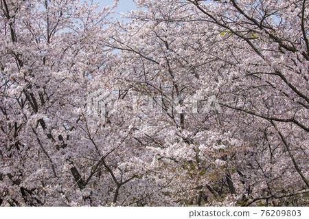 100 Sakura Famous Places Mie Miyagawa Tsutsumi 76209803