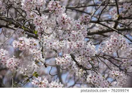 櫻花名勝 三重宮川鶴見 76209974