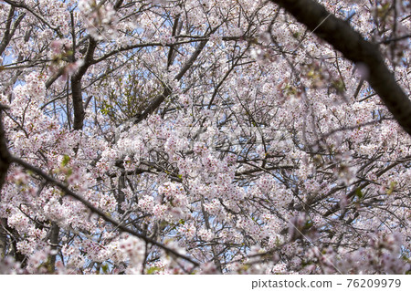 Sakura Famous Place Mie Miyagawa Tsutsumi 76209979
