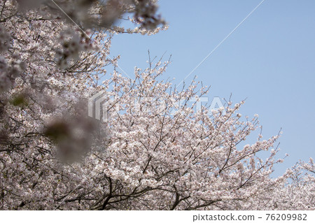 Sakura Famous Place Mie Miyagawa Tsutsumi 76209982