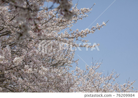 Sakura Famous Place Mie Miyagawa Tsutsumi 76209984