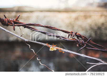 red ant teamwork help together to move a food on rusted barbed wire 76210023