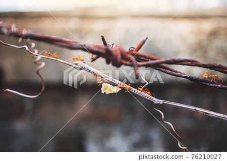 red ant teamwork help together to move a food on rusted barbed wire 76210027