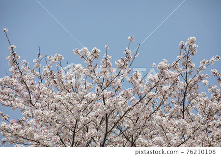 100 Sakura Famous Places Mie Miyagawa Tsutsumi 100 Sakura Famous Places Mie Miyagawa Tsutsumi 76210108