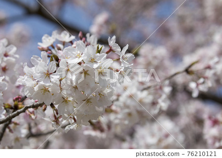 100 Sakura Famous Places Mie Miyagawa Tsutsumi 76210121