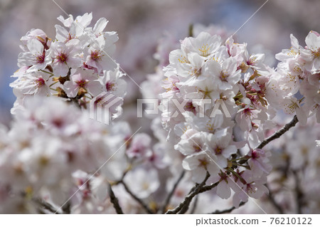 100 Sakura Famous Places Mie Miyagawa Tsutsumi 76210122