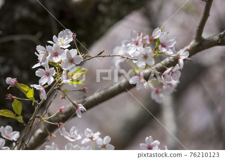 100 Sakura Famous Places Mie Miyagawa Tsutsumi 100 Sakura Famous Places Mie Miyagawa Tsutsumi 76210123