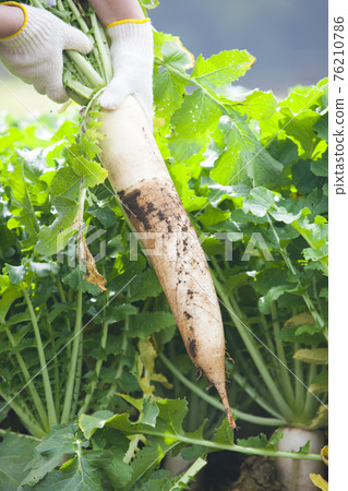 農民形象 76210786