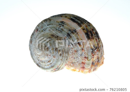 Conch 76210805