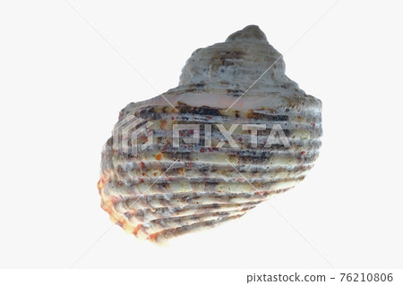 Conch 76210806
