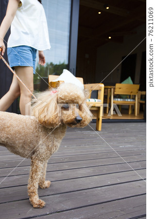 Woman playing with a dog on the wooden deck of the cottage Woman playing with a dog on the wooden deck of the cottage 76211069