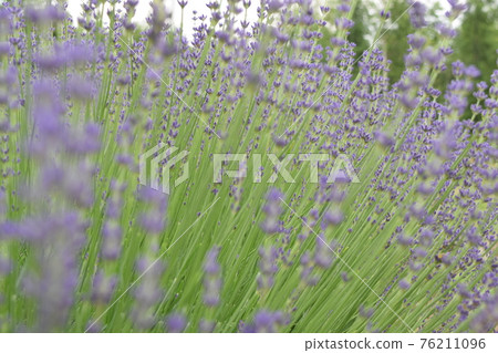 薰衣草 76211096