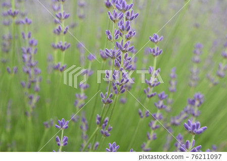 lavender lavender 76211097
