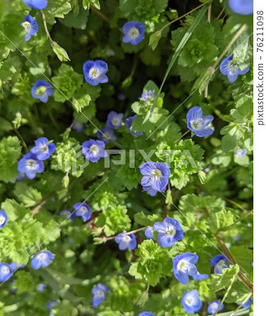 春天Ouninunoguri 76211098