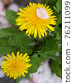 春天的蒲公英 76211099
