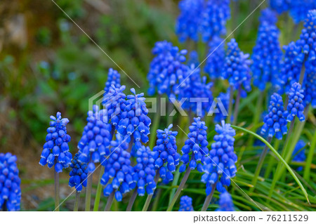4月初，群馬縣田野盛開的藍紫色穆斯卡里花 76211529