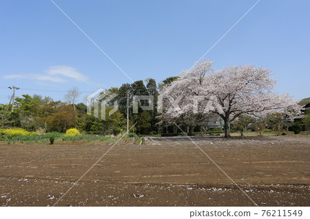 兩朵盛開的大櫻花在田野裡 76211549
