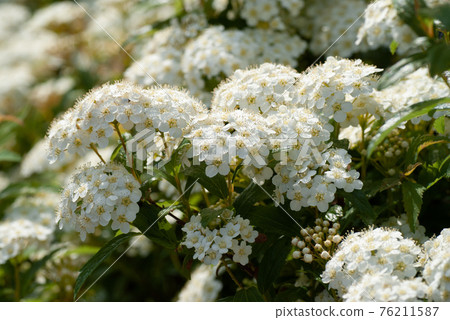 White Kodemari flower in full bloom close-up - Stock Photo