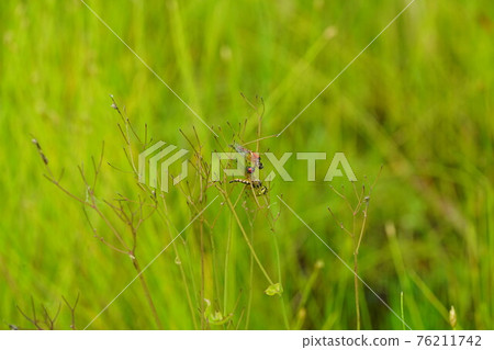 Male and female scarlet dwarf on a spider web 76211742