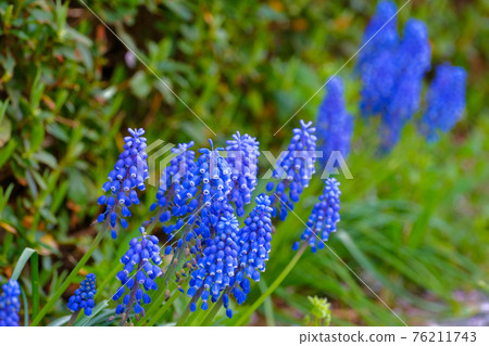 4月初，群馬縣田野盛開的藍紫色穆斯卡里花 76211743