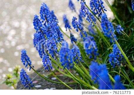 Early April: Blue-purple Muscari flowers blooming on the roadside 76211773