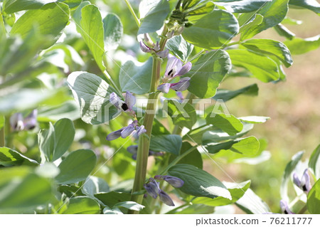春田盛開的蠶豆花 76211777