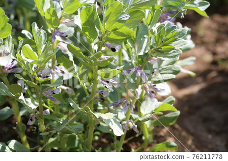 春田盛開的蠶豆花 春田盛開的蠶豆花 76211778