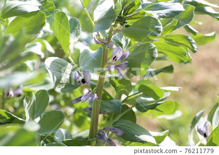 春田盛開的蠶豆花 76211779
