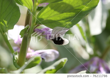 春田盛開的蠶豆花 76211786