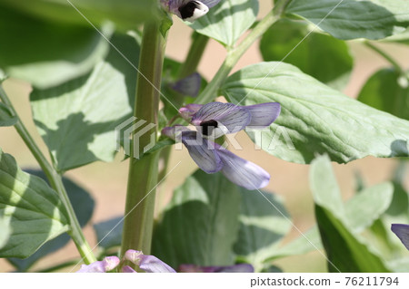 春田盛開的蠶豆花 76211794